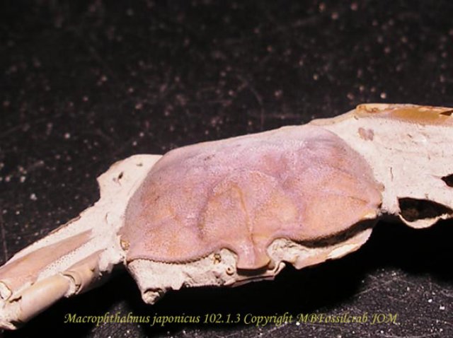 macrophtalmusjaponicus10213c.jpg