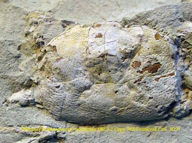 paleaeopinnxamytilicola19131.jpg