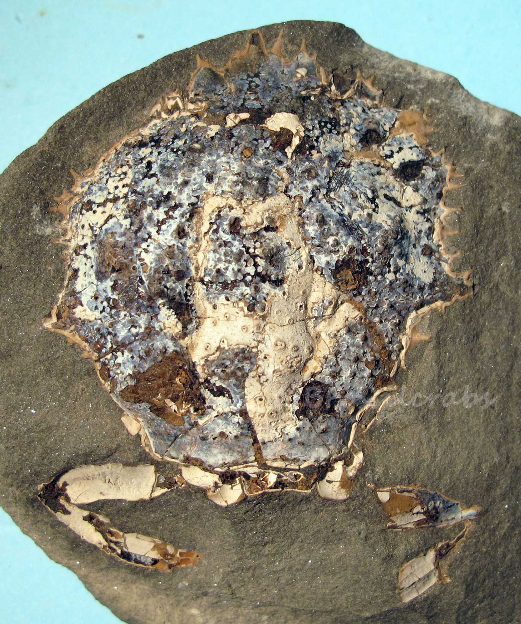 Trichopeltarioidea by MB fossil crabs